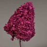 Ortensia stabilizzata "Peegee" - Fuxia