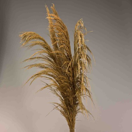 Pampas stabilizzata 5 steli - 110 Cm / Naturale