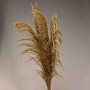 Pampas stabilizzata 5 steli - 110 Cm / Naturale