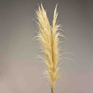 Pampas stabilizzata 5 steli - 110 Cm / Bianco