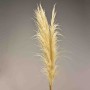 Pampas stabilizzata 5 steli - 110 Cm / Bianco