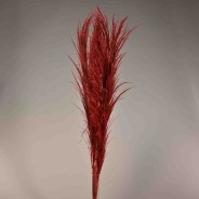 Pampas stabilizzata 5 steli - 110 Cm / Rosso