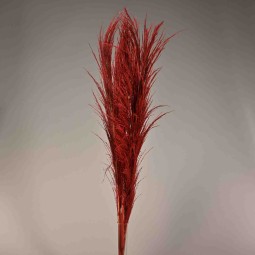Pampas stabilizzata 5 steli - 110 Cm / Rosso