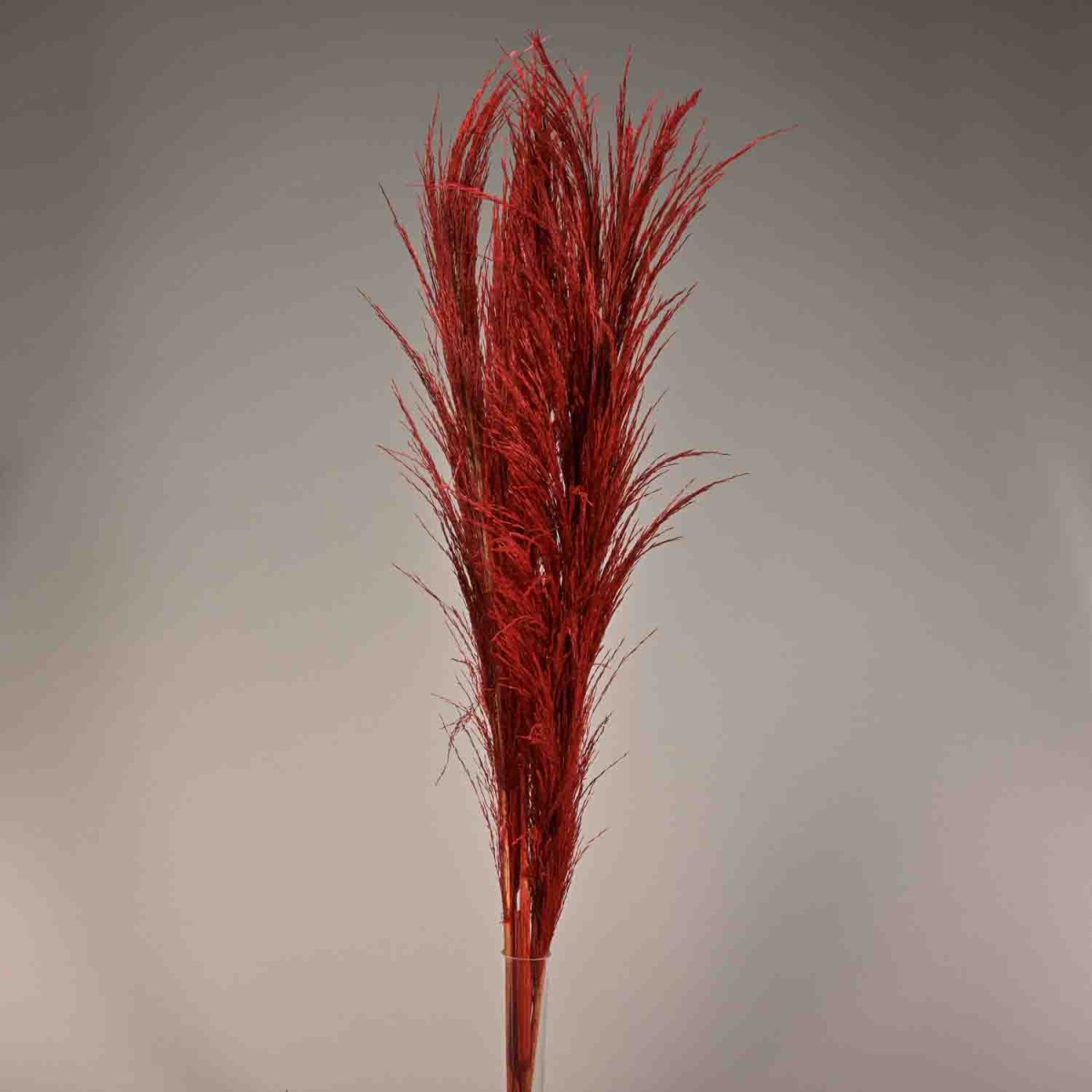Pampas stabilizzata 5 steli - 110 Cm / Rosso