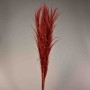 Pampas stabilizzata 5 steli - 110 Cm / Rosso