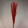 Pampas stabilizzata 5 steli - 110 Cm / Rosso