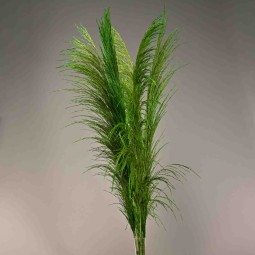 Pampas stabilizzata 5 steli - 110 Cm / Verde