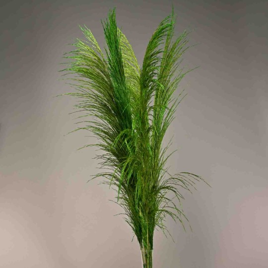 Pampas stabilizzata 5 steli - 110 Cm / Verde