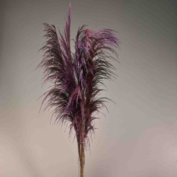 Pampas stabilizzata 5 steli - 110 Cm / Viola