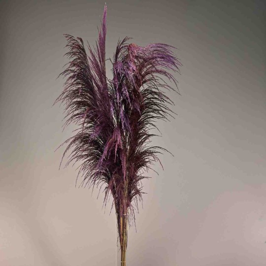 Pampas stabilizzata 5 steli - 110 Cm / Viola