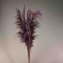 Pampas stabilizzata 5 steli - 110 Cm / Viola