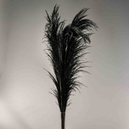 Pampas stabilizzata 5 steli - 110 Cm / Nero