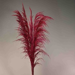 Pampas stabilizzata 5 steli - 110 Cm / Magenta