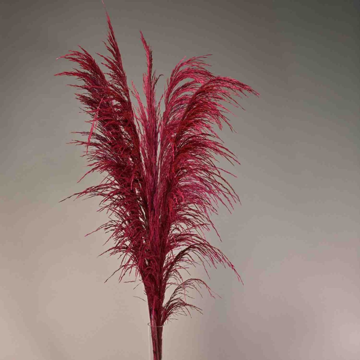 Pampas stabilizzata 5 steli - 110 Cm / Magenta