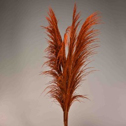 Pampas stabilizzata 5 steli - 110 Cm / Arancione