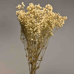 Gypsophila stabilizzata - 68 Cm / Bianco