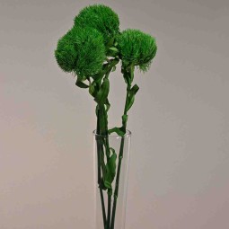 Kiwi Mellow stabilizzato - 53 Cm / Verde