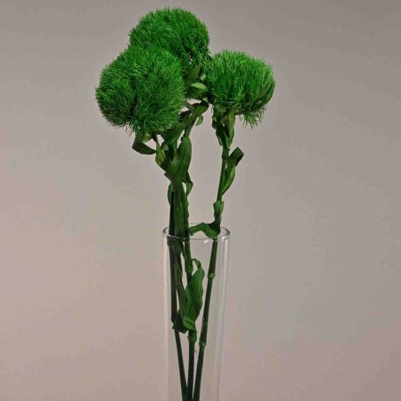 Kiwi Mellow stabilizzato - 53 Cm / Verde