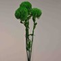 Kiwi Mellow stabilizzato - 53 Cm / Verde