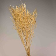 Colza essiccata in mazzo - Naturale