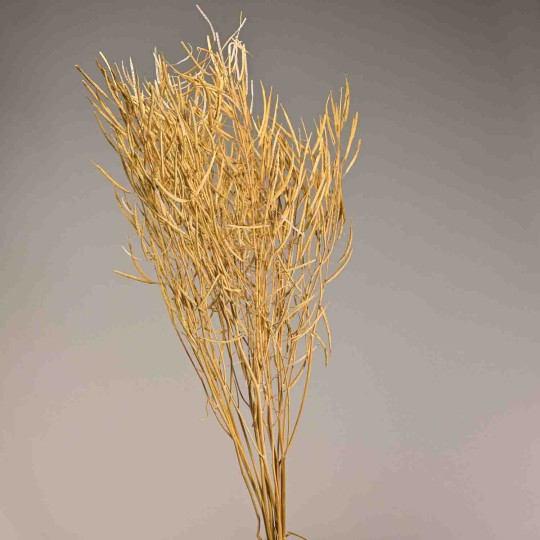 Colza essiccata in mazzo - Naturale