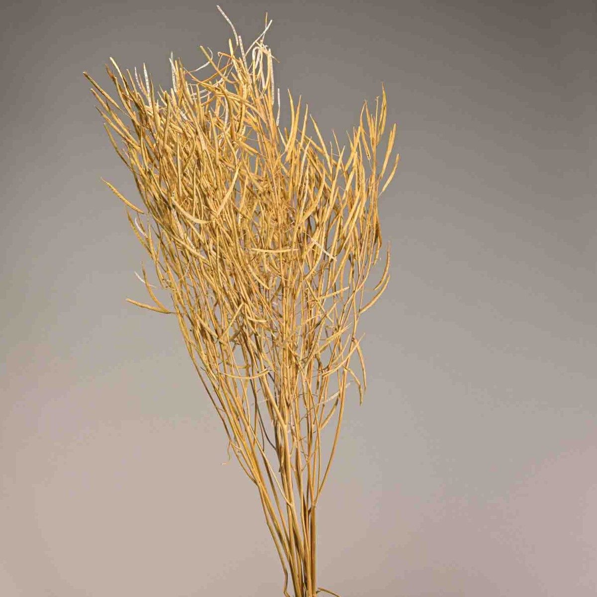 Colza essiccata in mazzo - Naturale