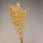 Colza essiccata in mazzo - Naturale