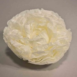 Peonia stabilizzata - 10 Cm / Bianco