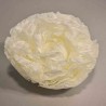 Peonia stabilizzata - 10 Cm / Bianco