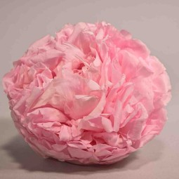 Peonia stabilizzata - 10 Cm / Rosa