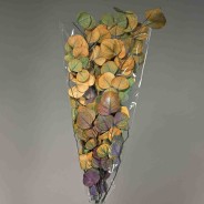 Populus stabilizzato - Assortito