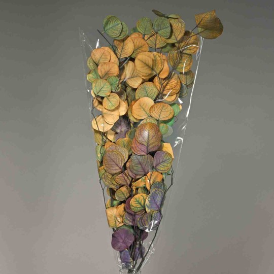 Populus stabilizzato - Assortito
