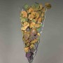 Populus stabilizzato - Assortito
