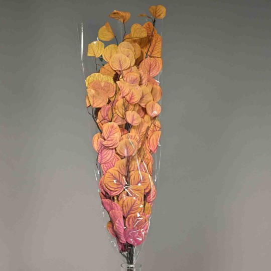 Populus stabilizzato - Assortito