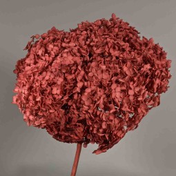 Ortensia stabilizzata "Annabelle" - Rosso