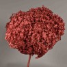 Ortensia stabilizzata "Annabelle" - Rosso
