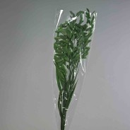 Chasmanthium stabilizzato - 72 Cm / Verde
