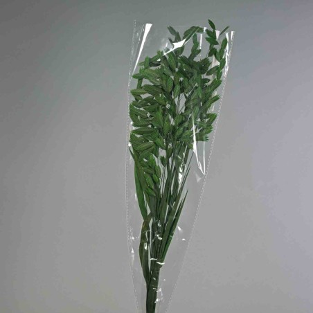 Chasmanthium stabilizzato - 72 Cm / Verde