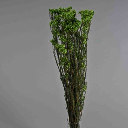 Helicrysum stabilizzato - 78 Cm / Verde