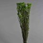 Helicrysum stabilizzato - 78 Cm / Verde