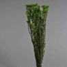 Helicrysum stabilizzato - 78 Cm / Verde