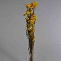 Helicrysum stabilizzato - 78 Cm / Giallo