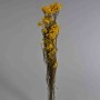 Helicrysum stabilizzato - 78 Cm / Giallo