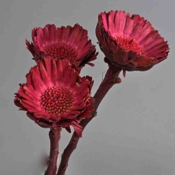 Protea stabilizzata - 35 Cm / Magenta
