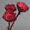Protea stabilizzata - 35 Cm / Magenta