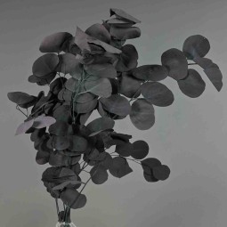 Populus stabilizzato - 68 Cm / Uva