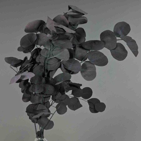 Populus stabilizzato - 68 Cm / Uva