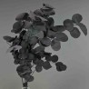 Populus stabilizzato - 68 Cm / Uva