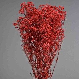 Gypsophila stabilizzata - 68 Cm / Rosso