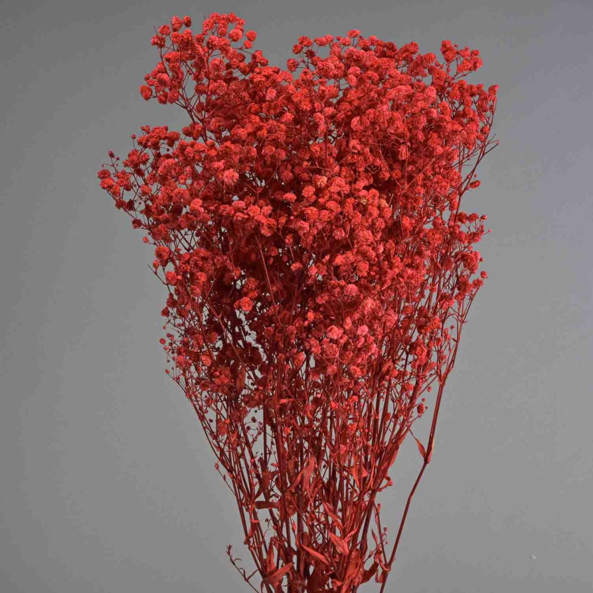 Gypsophila stabilizzata - 68 Cm / Rosso